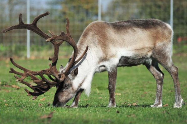 Our reindeer friends are back at Colchester Zoo!