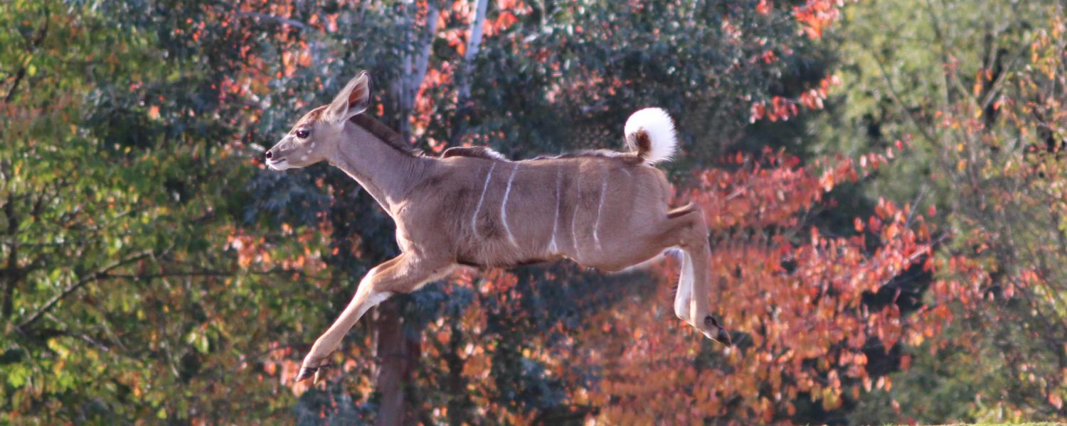 Our kudu calf has a spring in his step!