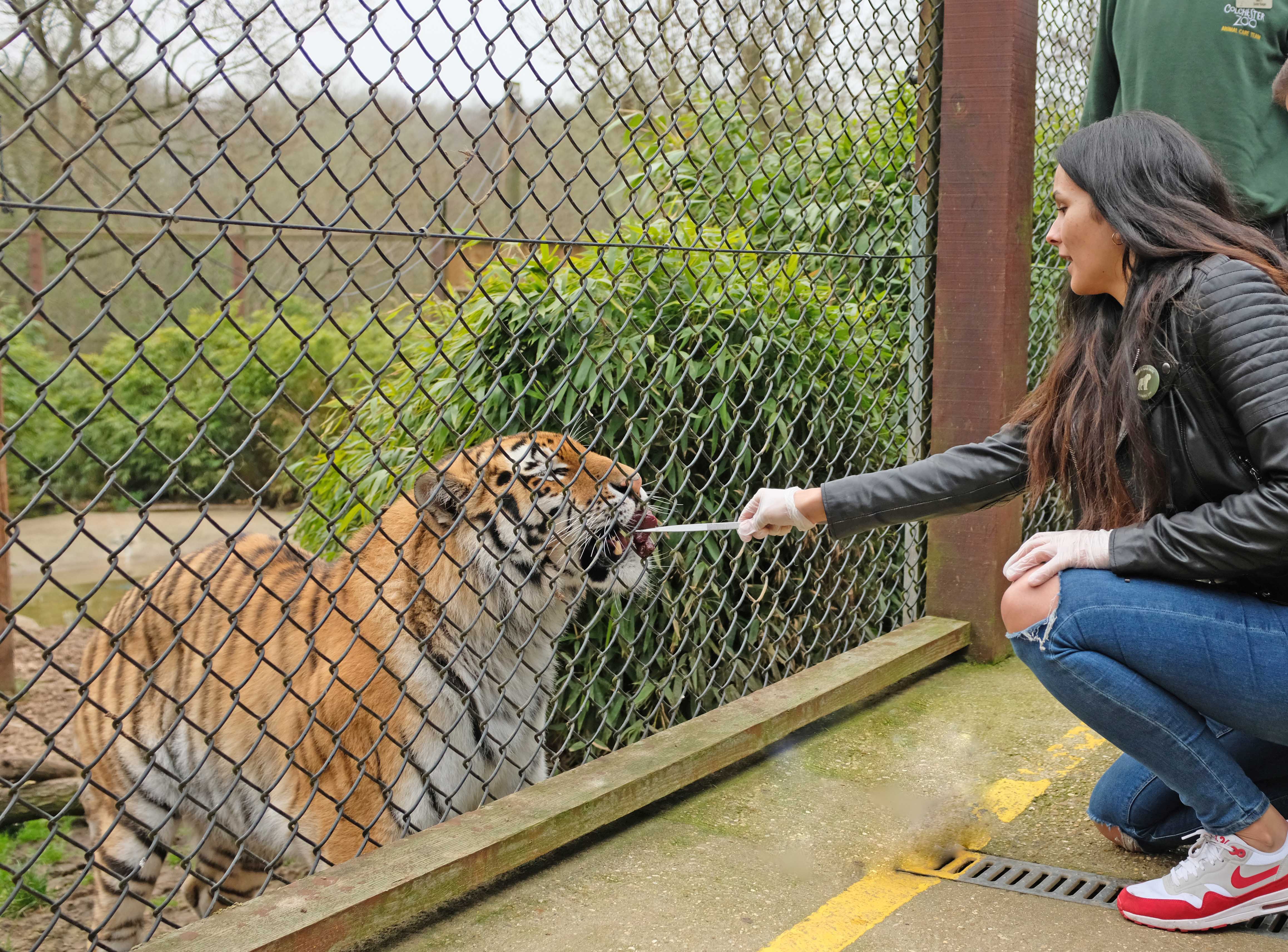 Extra-ordinary Animal Experience | Colchester Zoo