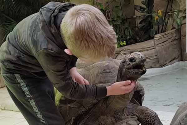 Young boy stroking a giant tortoise