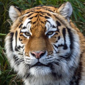 Close up of tiger face