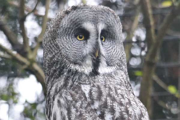 Great Grey Owl (Strix nebulosa)