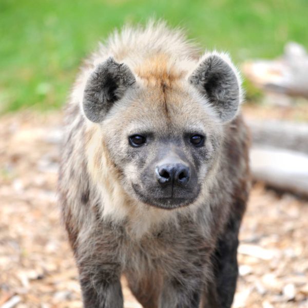 Close up of brown spotted hyena