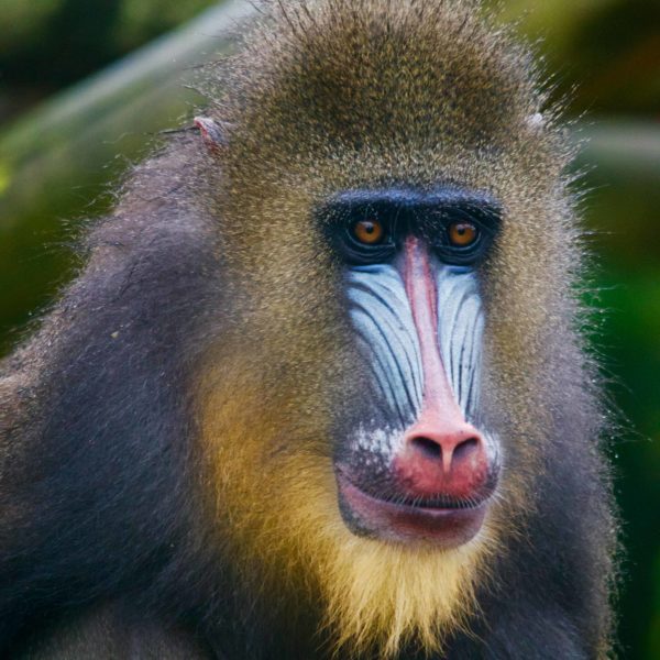 Close up of mandrill monkey with bright coloured face