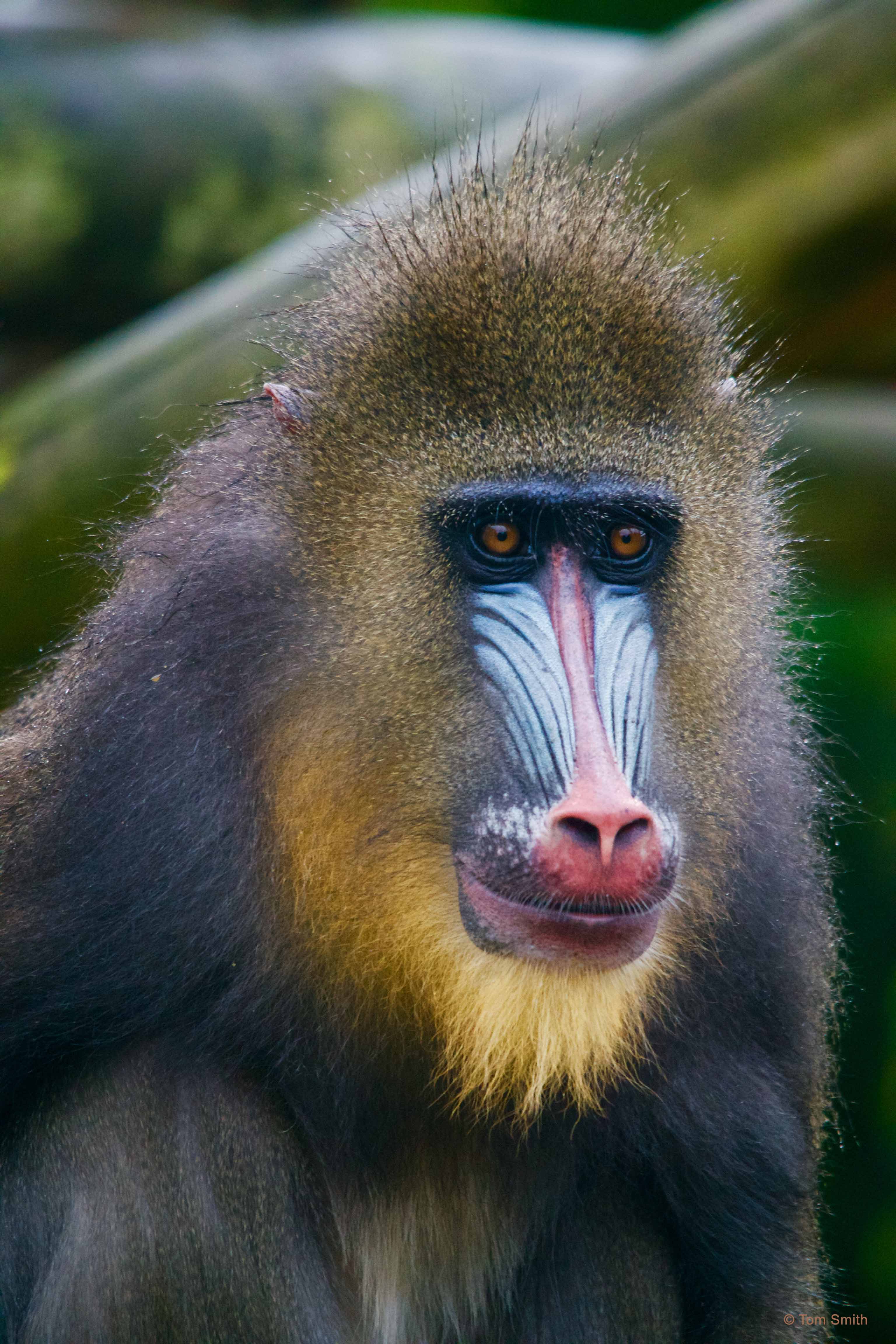 Mandrill Experience | Colchester Zoo