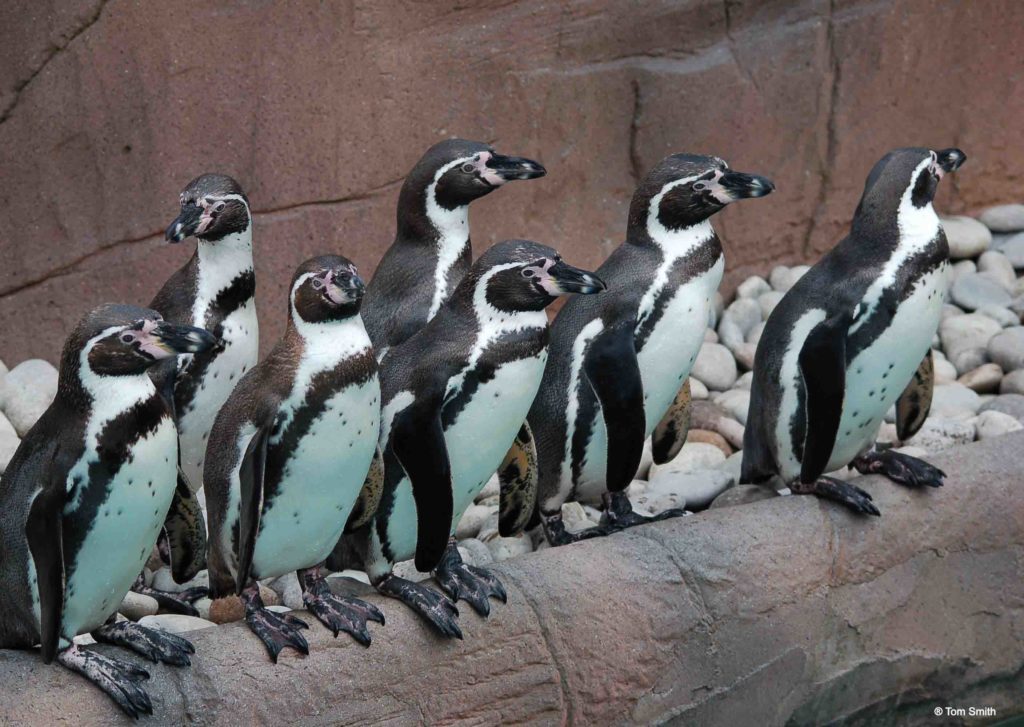 Group of penguins on the edge of pool