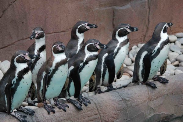 Penguin Shores Redevelopment