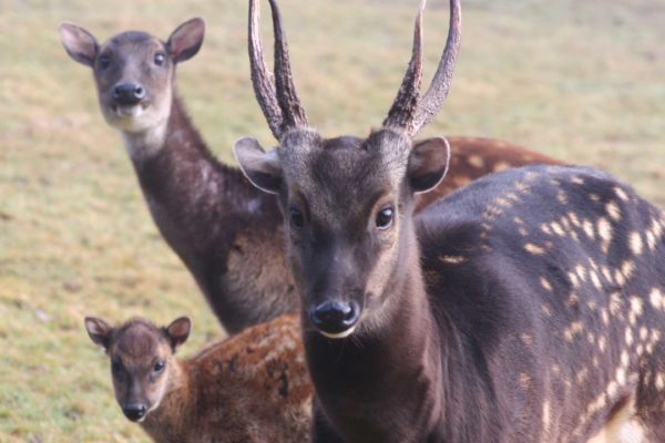 Philippine Spotted Deer (Rusa alfredi)