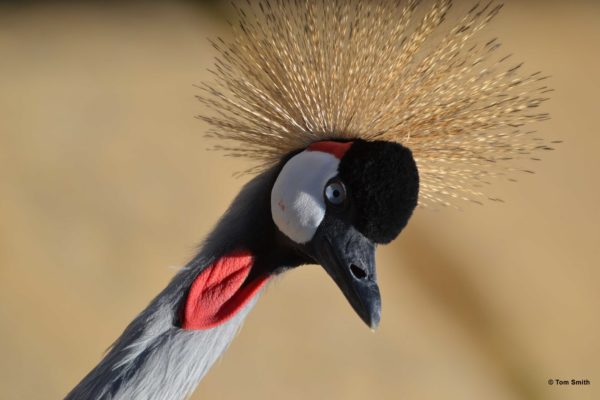 African Crowned Crane (Balearica regulorum gibbericeps)