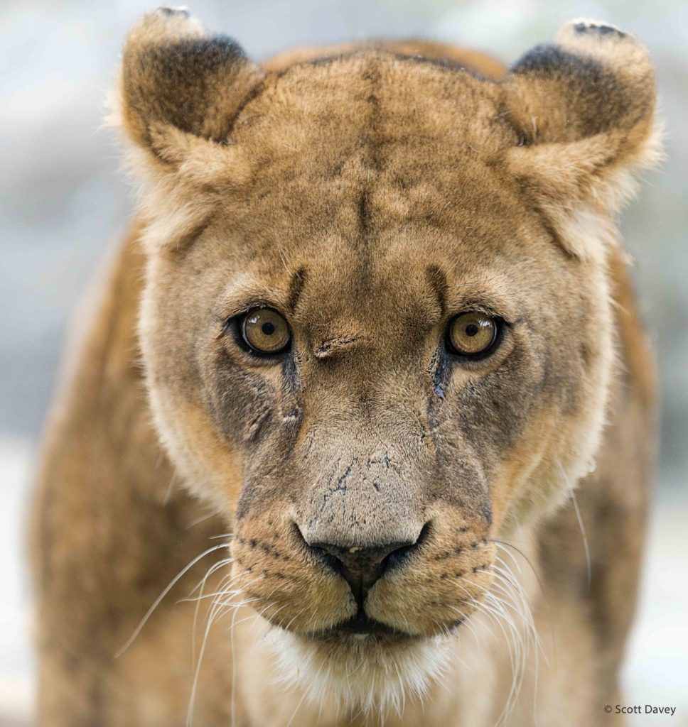 Close up of female lion