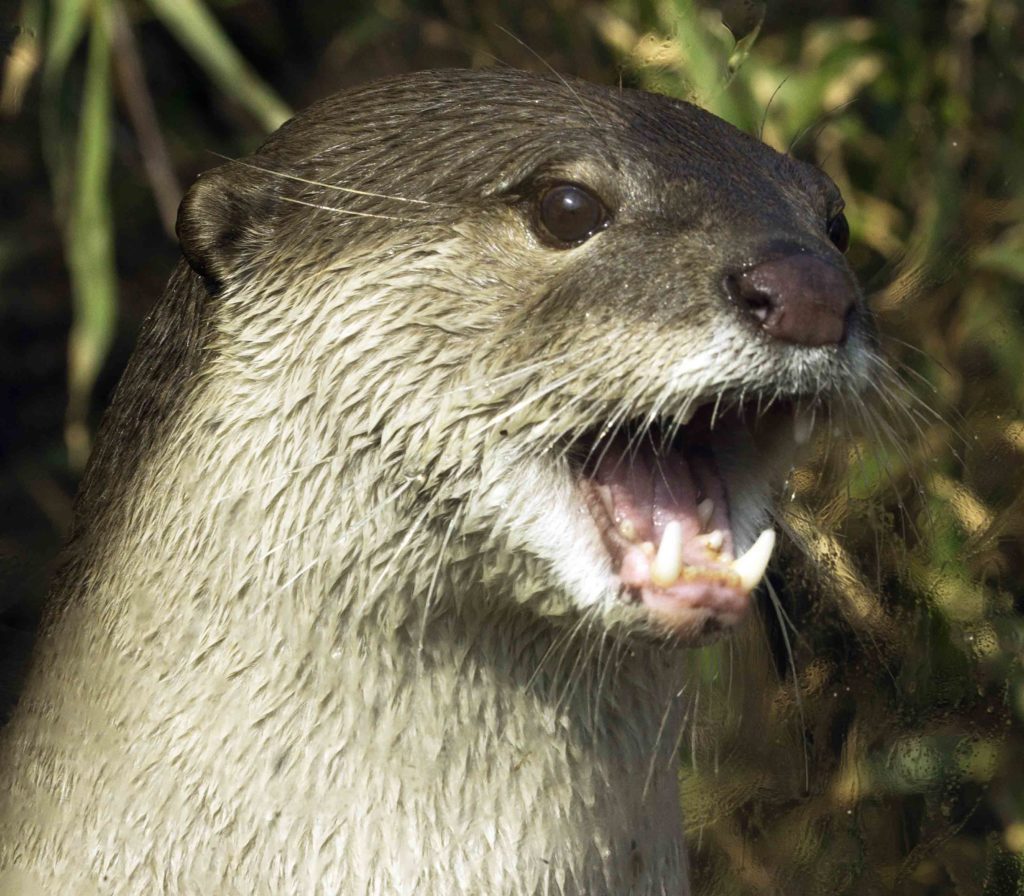 Close up of otter with mouth open