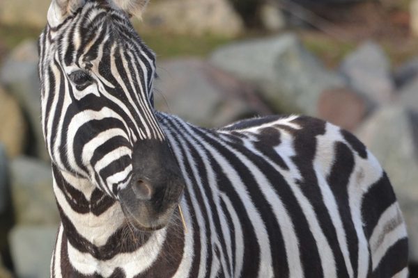 Maneless Zebra (Equus burchelli bohmi)