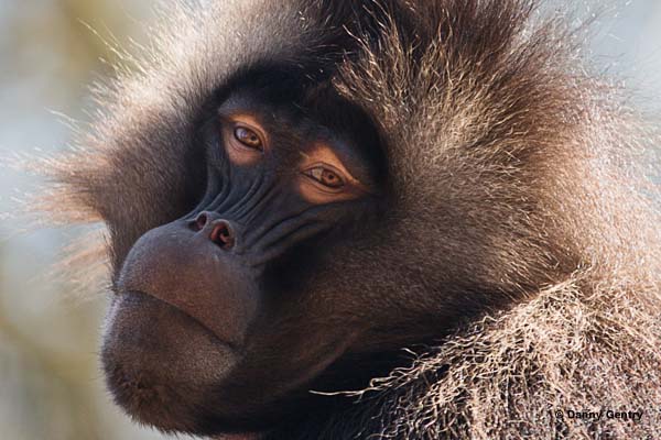 Close up of male gelada baboon with mane