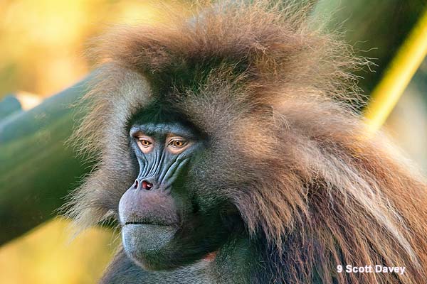 Close up image of male gelada baboon with mane