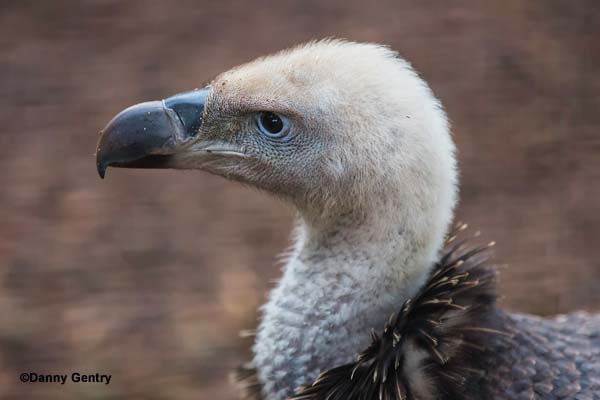 Ruppell’s Griffon Vulture (Gyps rueppellii)