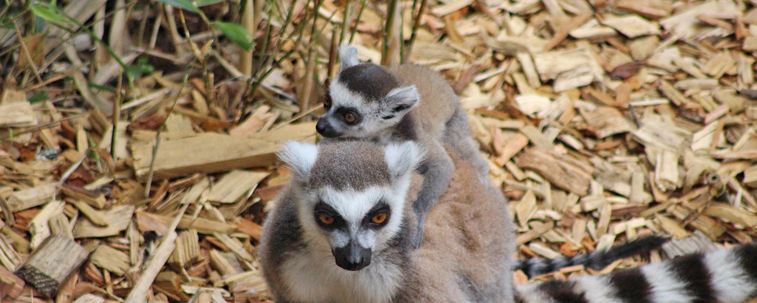 Our lemur group has grown again!