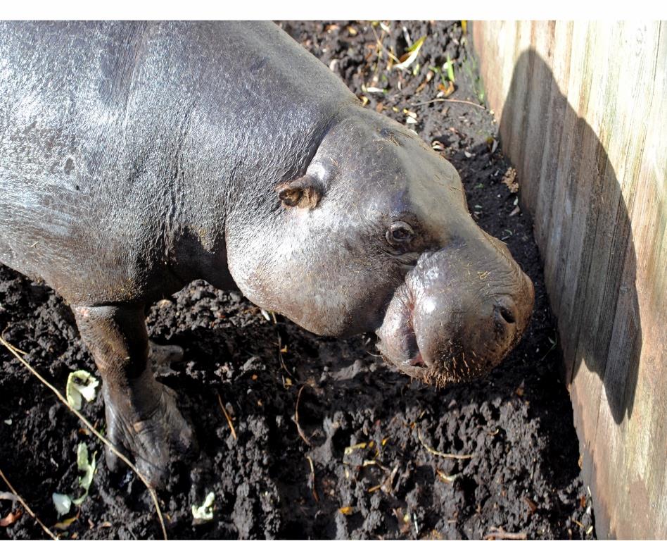 Pygmy hippo outside in mud