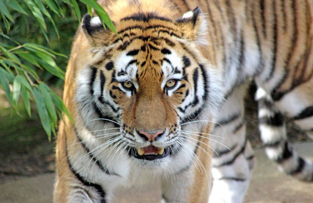 Close up of female Amur tiger