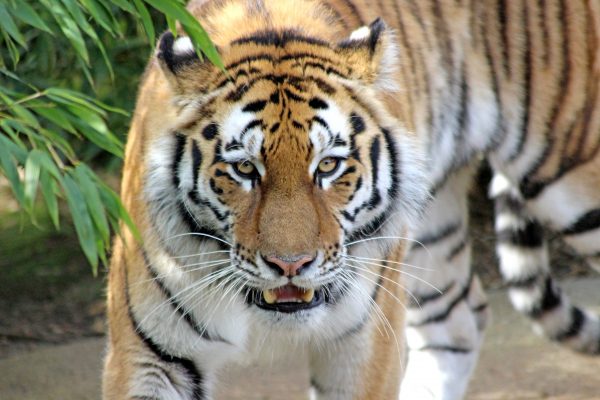 Endangered tiger cubs born!