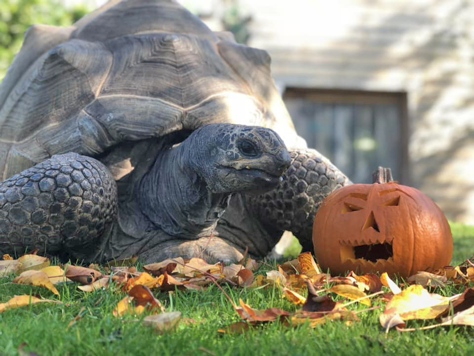 Giant tortoise on grass with a carved pumpkin