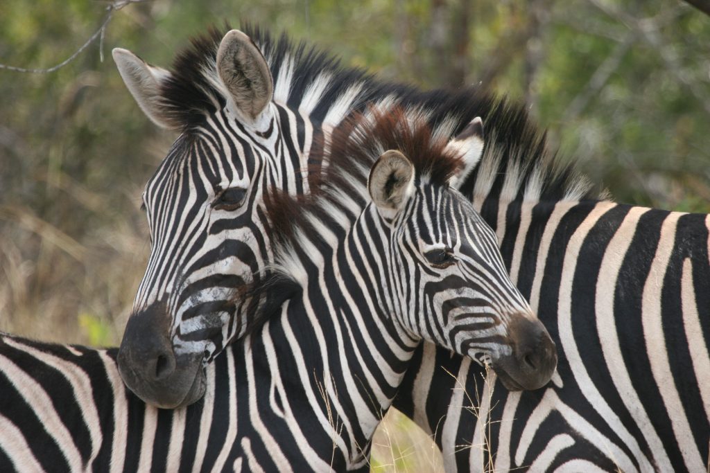 Zebra and calf at UmPhafa