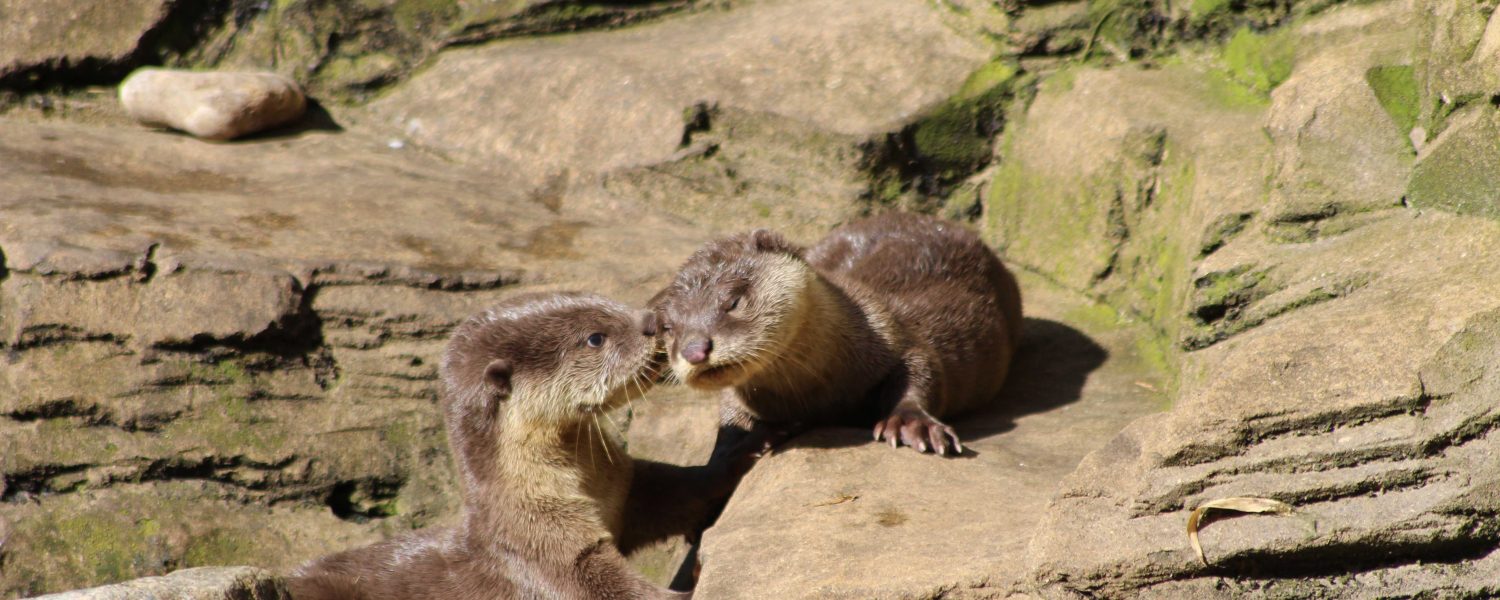 Our otter pair have been named!