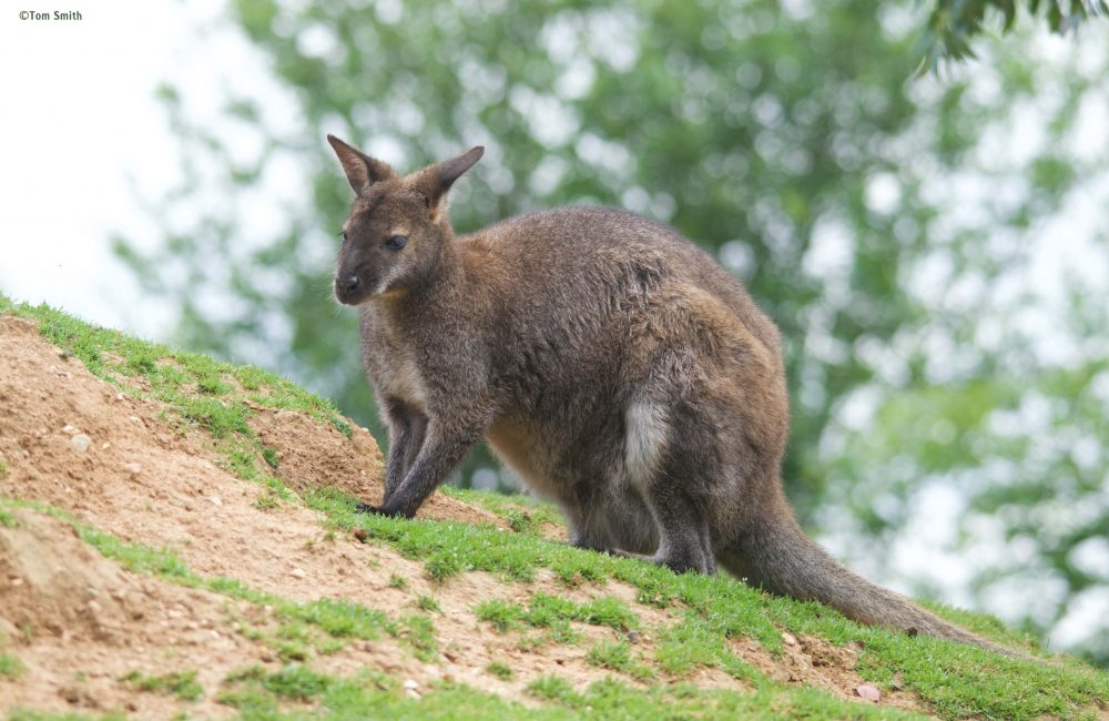 Red Necked Wallaby on a mound of dirt and grass