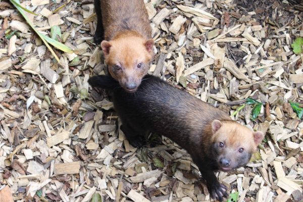Our Bush Dog pups have been named!