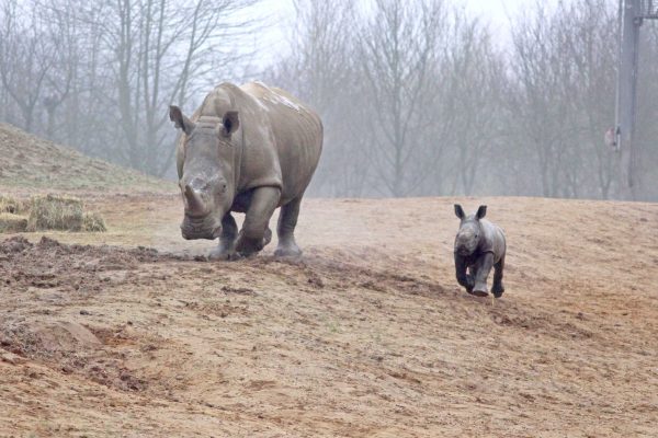 White rhino calf named!