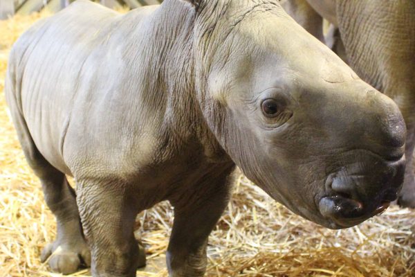 White rhino calf born!