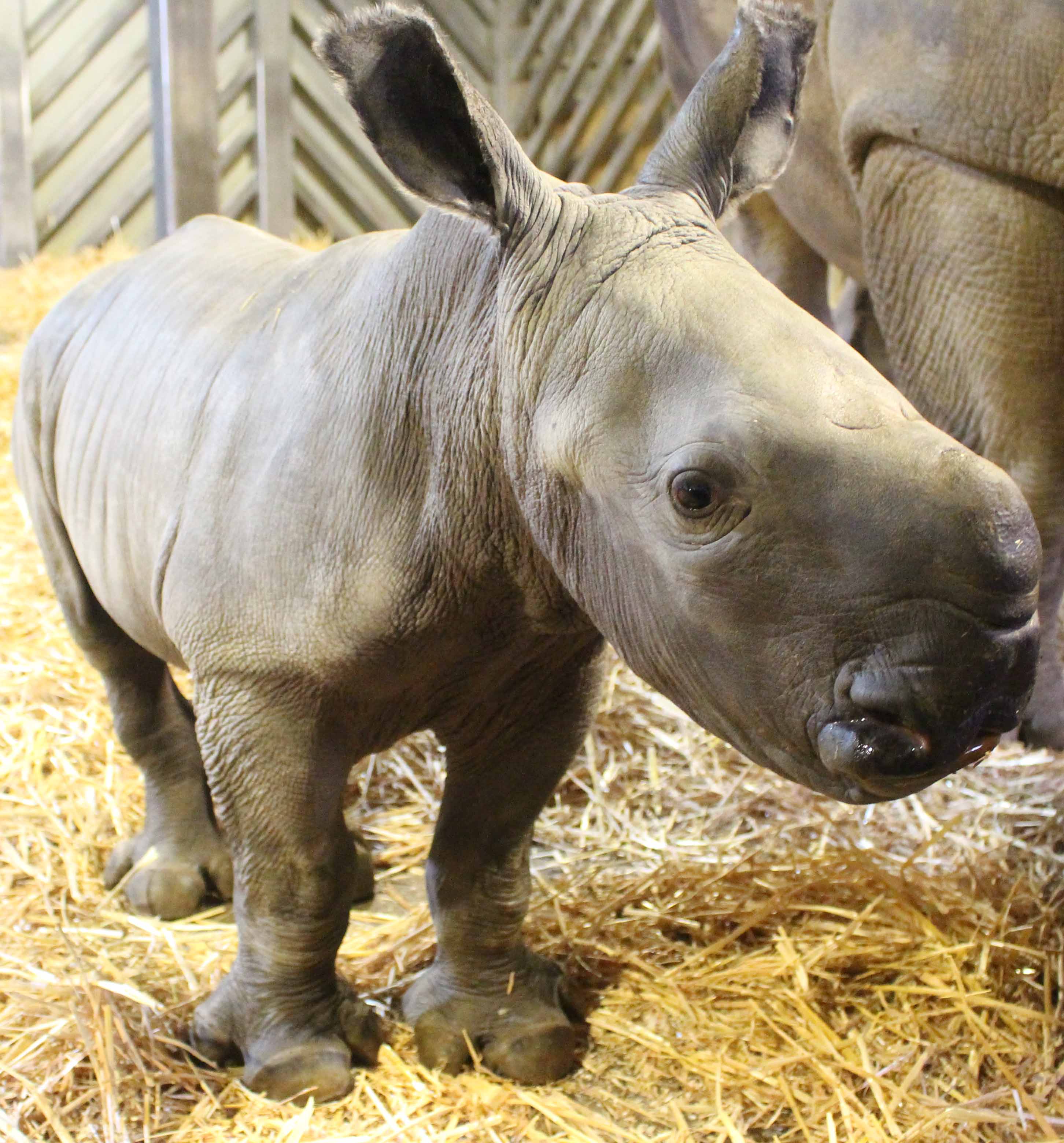 Сколько детенышей носорога родилось в 2001 году. Детеныш носорога. Белый носорог детеныш. Носорог с детенышем в зоопарке. White Rhino Zoo.