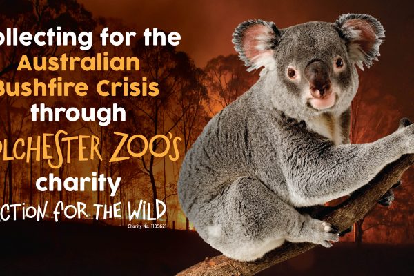 Action for the Wild Fundraising