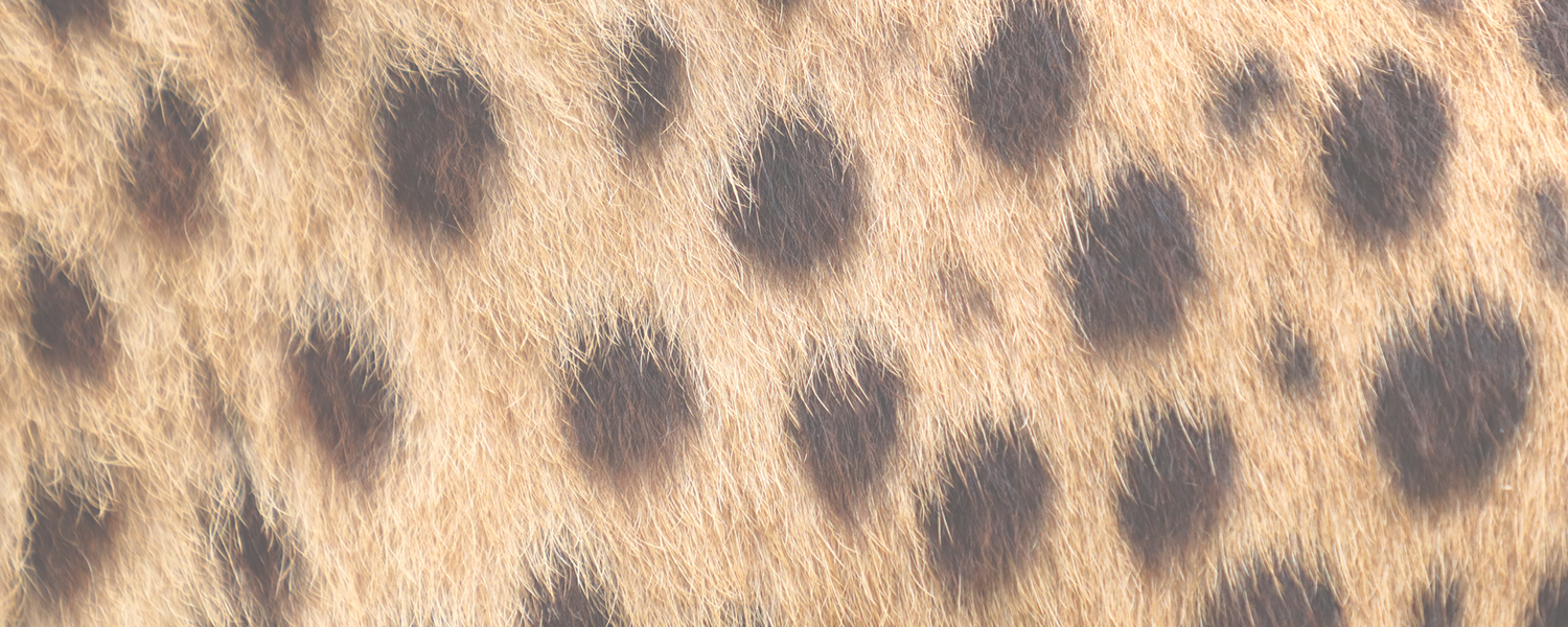 Cheetah Cubs Continue to Grow