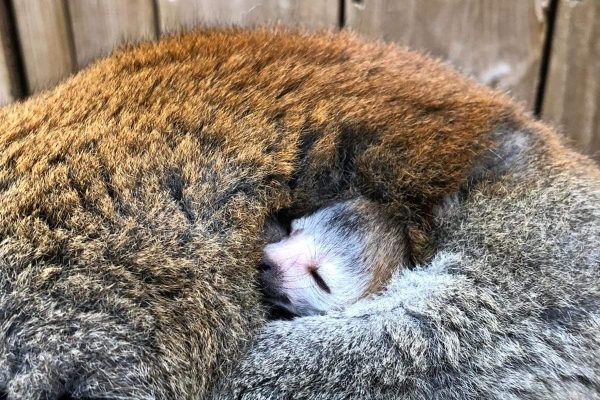 Endangered lemur baby born!