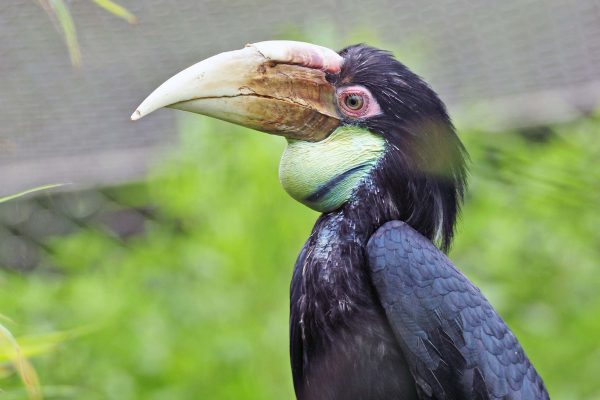 Vulnerable Hornbill species arrives at Colchester Zoo!