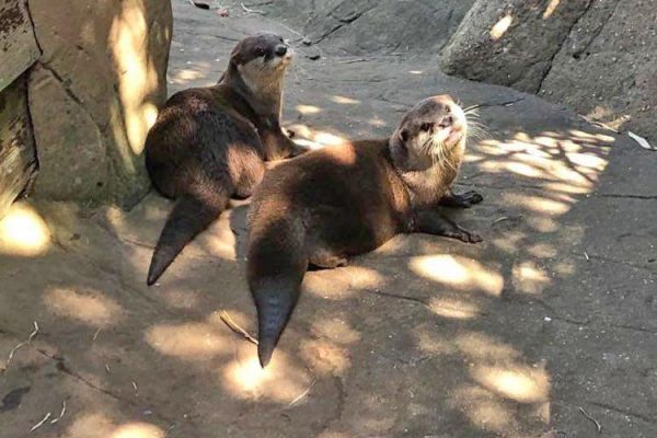 New love for male otter Ravi!