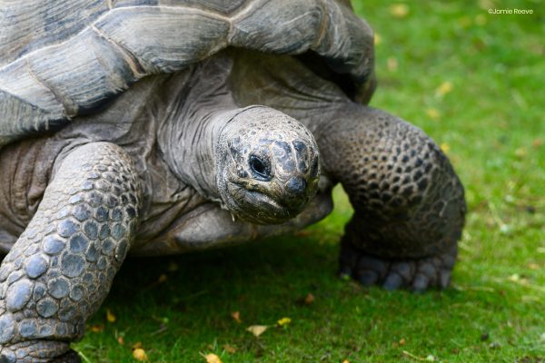 Turtle and Tortoise Study
