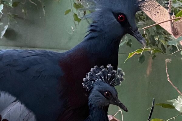 Victoria Crowned Pigeon chick hatches!
