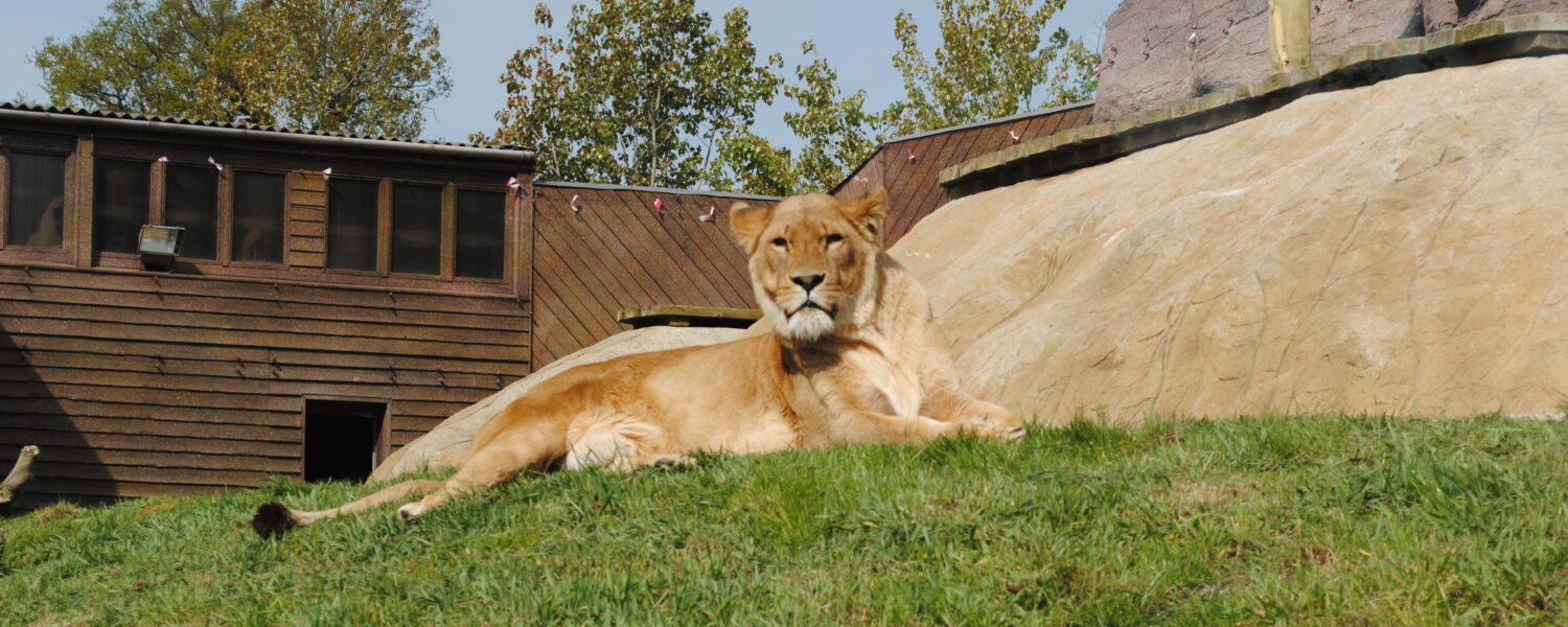 Colchester Zoo mourns the passing of beautiful Lioness Malika