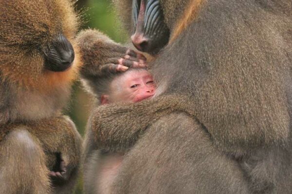 Mindy the Mandrill becomes a 2nd time mum!