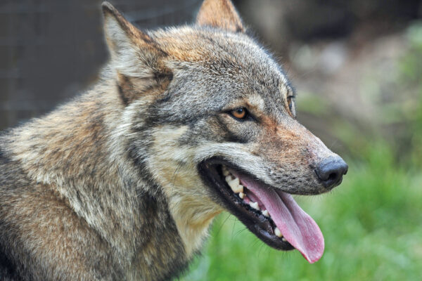 Eurasian Grey Wolf (Canis lupus lupus)