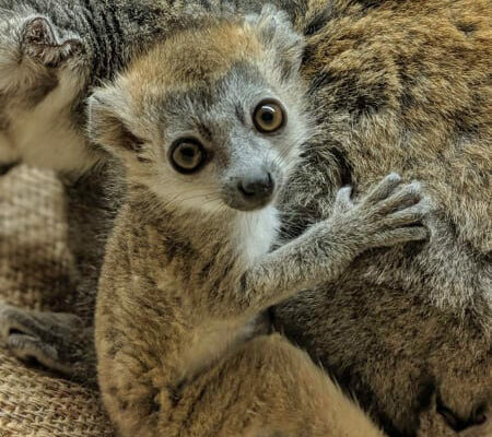 Crowned lemur baby born!