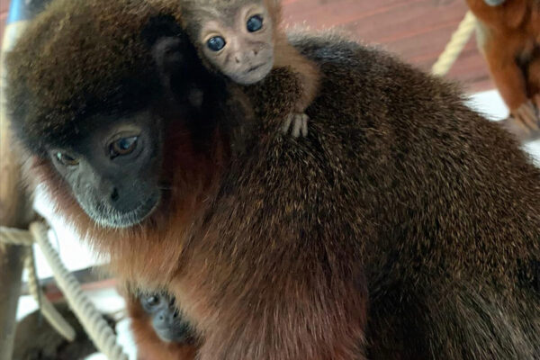 Coppery Titi monkey baby born!