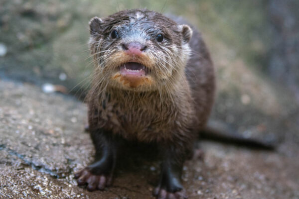 Asian Short-clawed Otter (Aonyx cinereus)