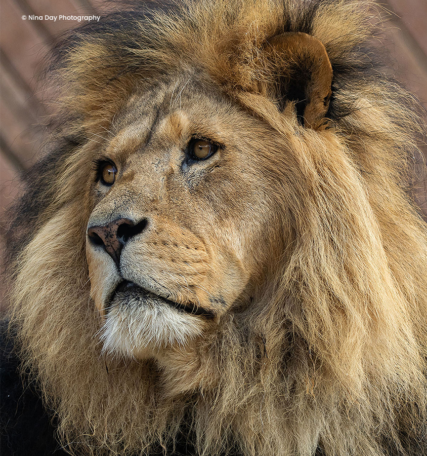 Our lion, Bailey | Colchester Zoo