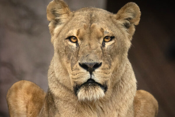 Colchester Zoo is saddened by the loss of our lioness, Naja
