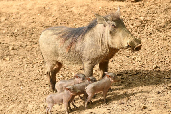 Quadru-piglets Born