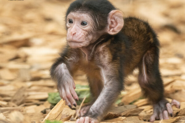 First Barbary macaque born in 30 years at Colchester Zoo!
