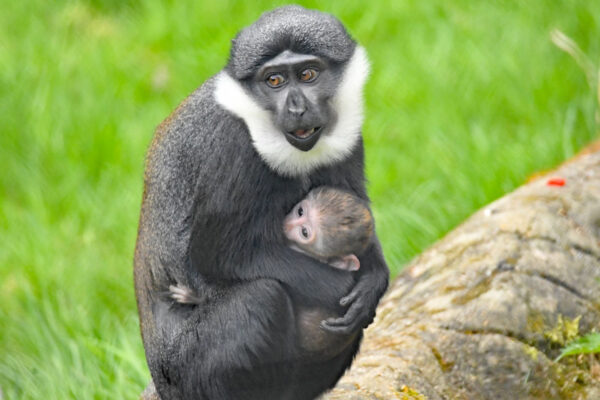 Another baby born into the family at Colchester Zoo!
