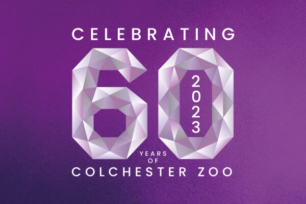 Colchester Zoo Celebrates 60 years in 2023